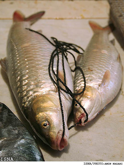 Фото Каспийских Рыб